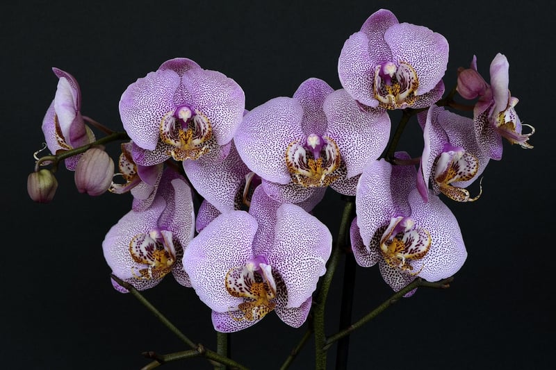 Exotic Orchids